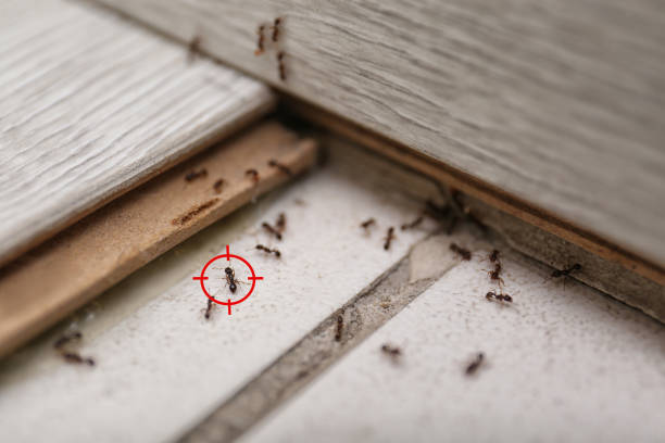 Best Bed Bug Extermination  in Boles Acres, NM