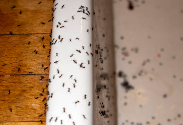 Pest Control for Restaurants in Boles Acres, NM