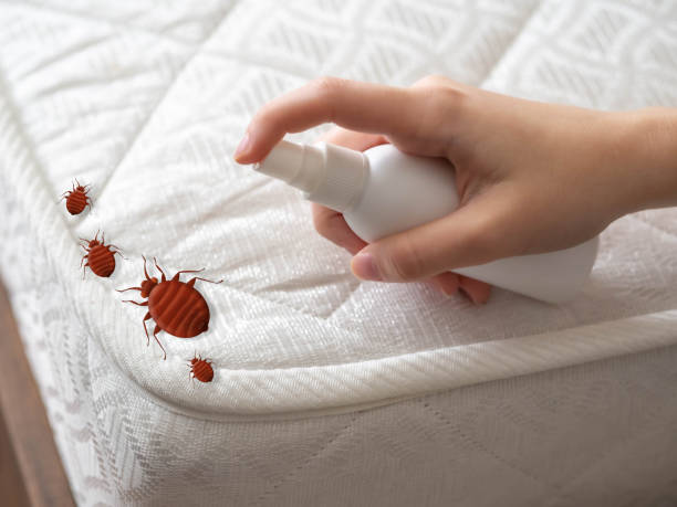Best Bed Bug Extermination  in Boles Acres, NM