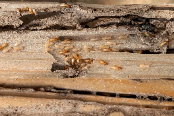 Best Pest Prevention Services  in Boles Acres, NM