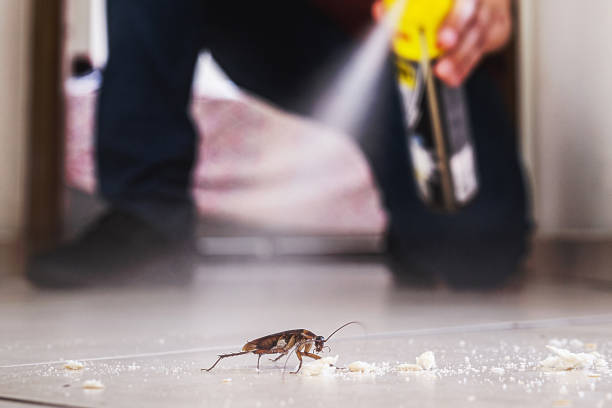 Best Affordable Pest Control Services  in Boles Acres, NM
